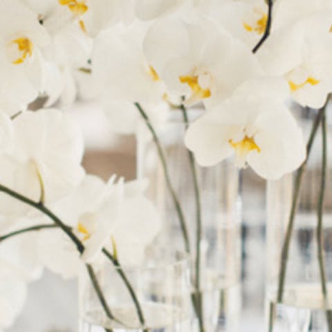 Orquídeas blancas para una boda de ensueño