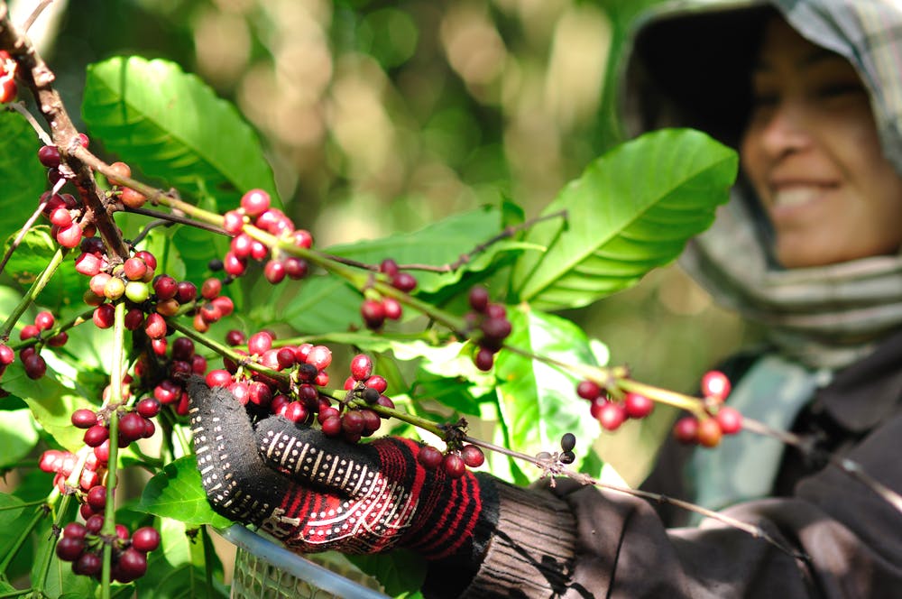 plantas ecuador