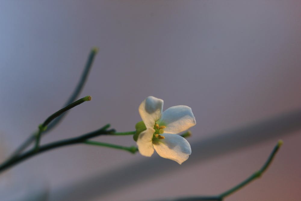 flor espacio