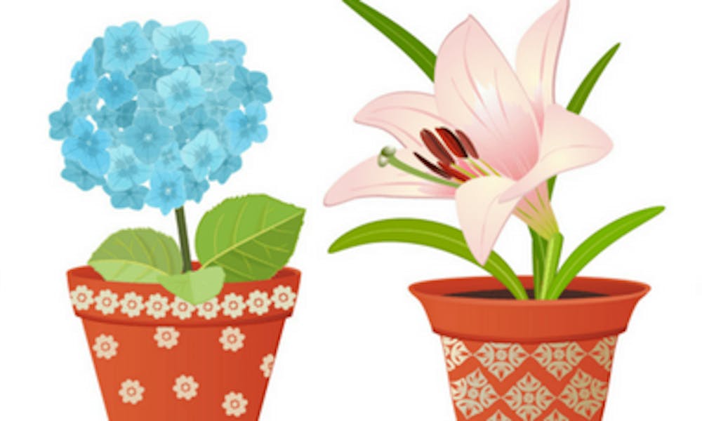 ¿Maceta o jarrón? Ideas para sorprender con flores a domicilio