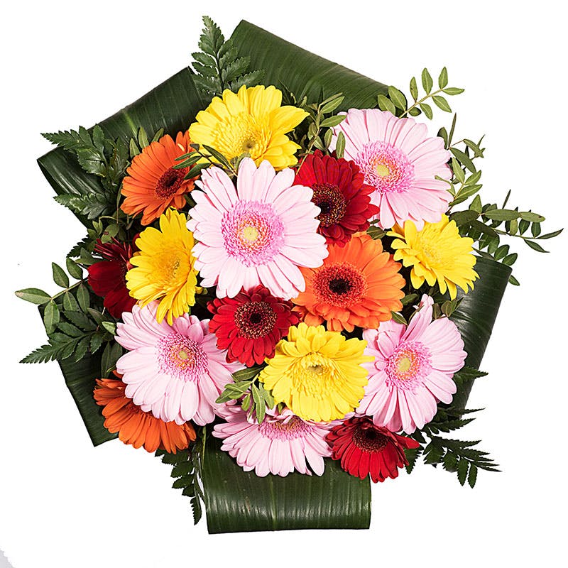 gerberas