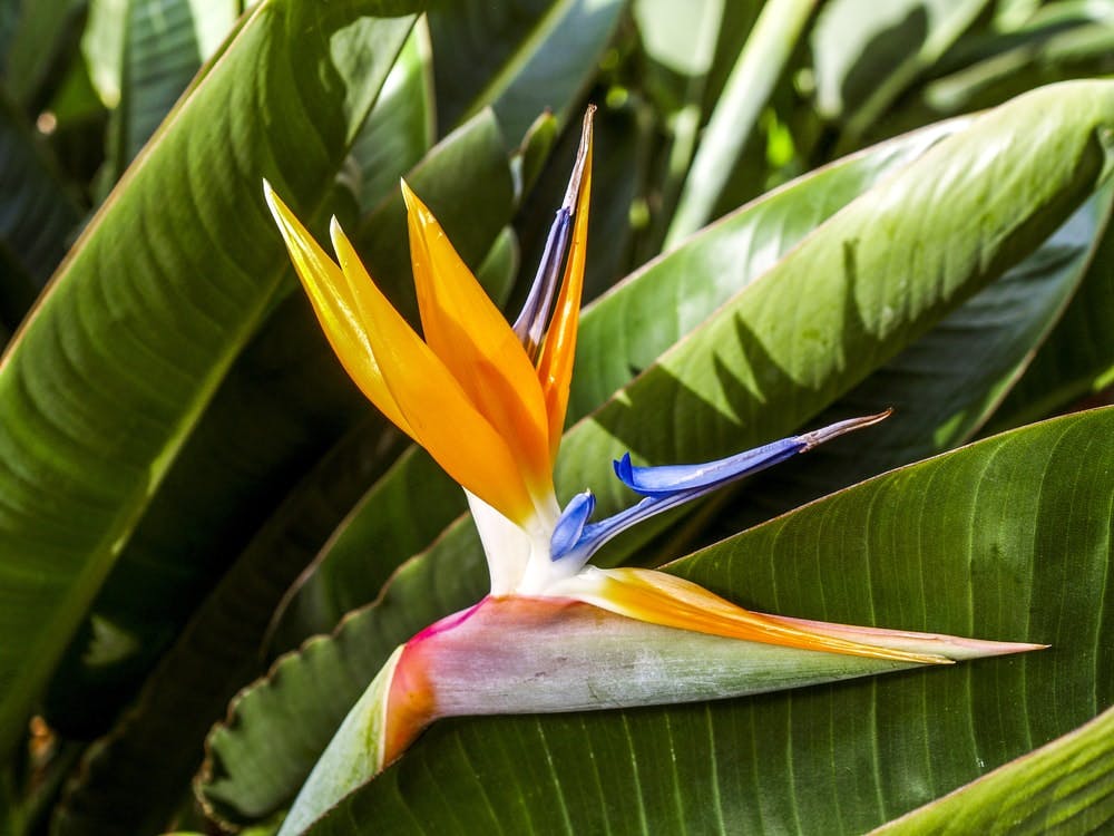 strelitzia