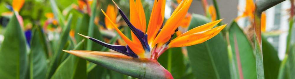 Strelitzia, la flor ave del paraíso