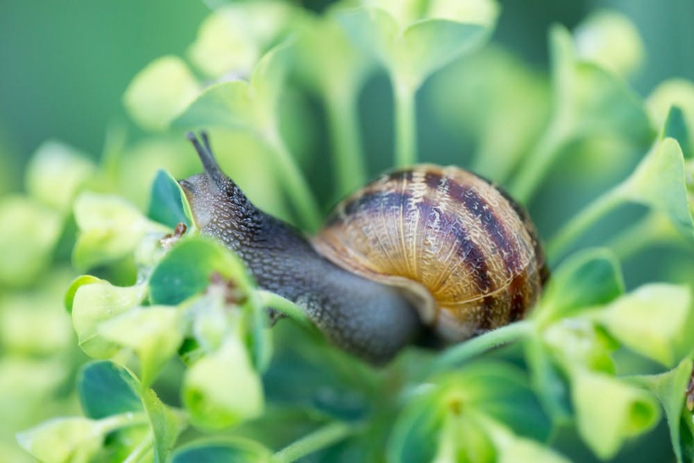 caracol