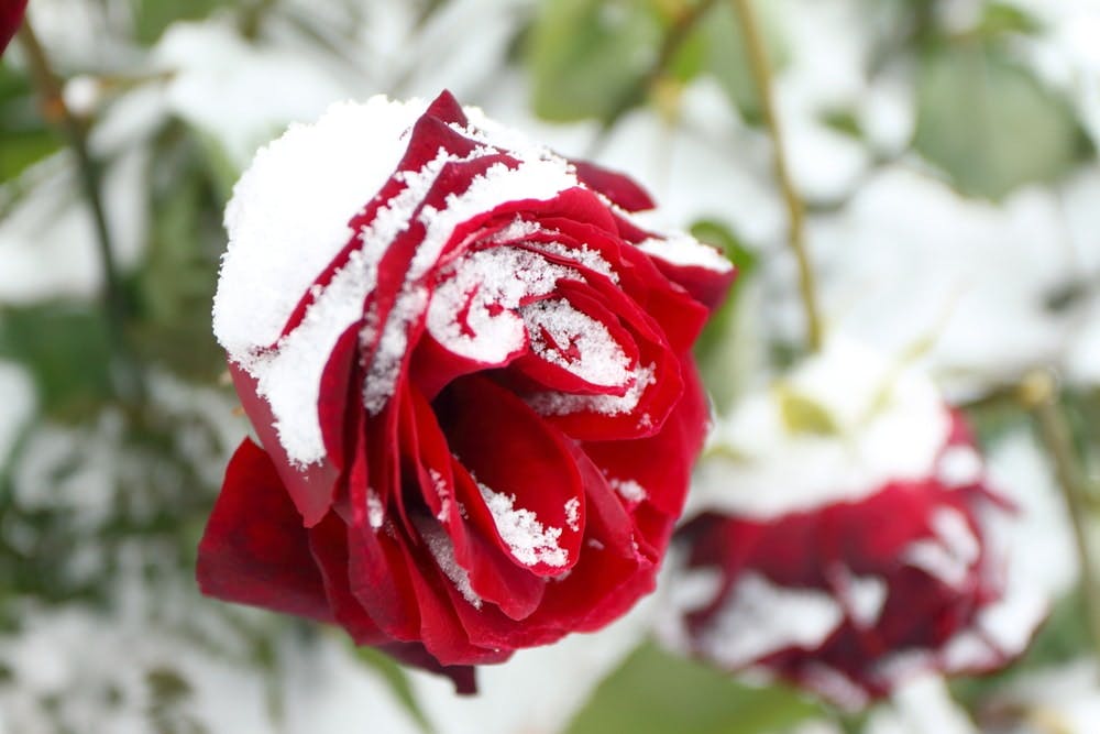 rosa nieve