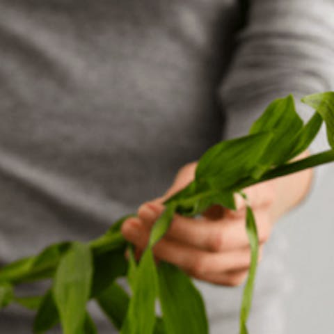 8 consejos para mantener tus flores frescas más tiempo