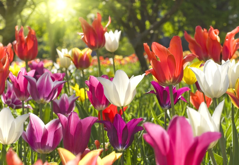 Colorful flowers