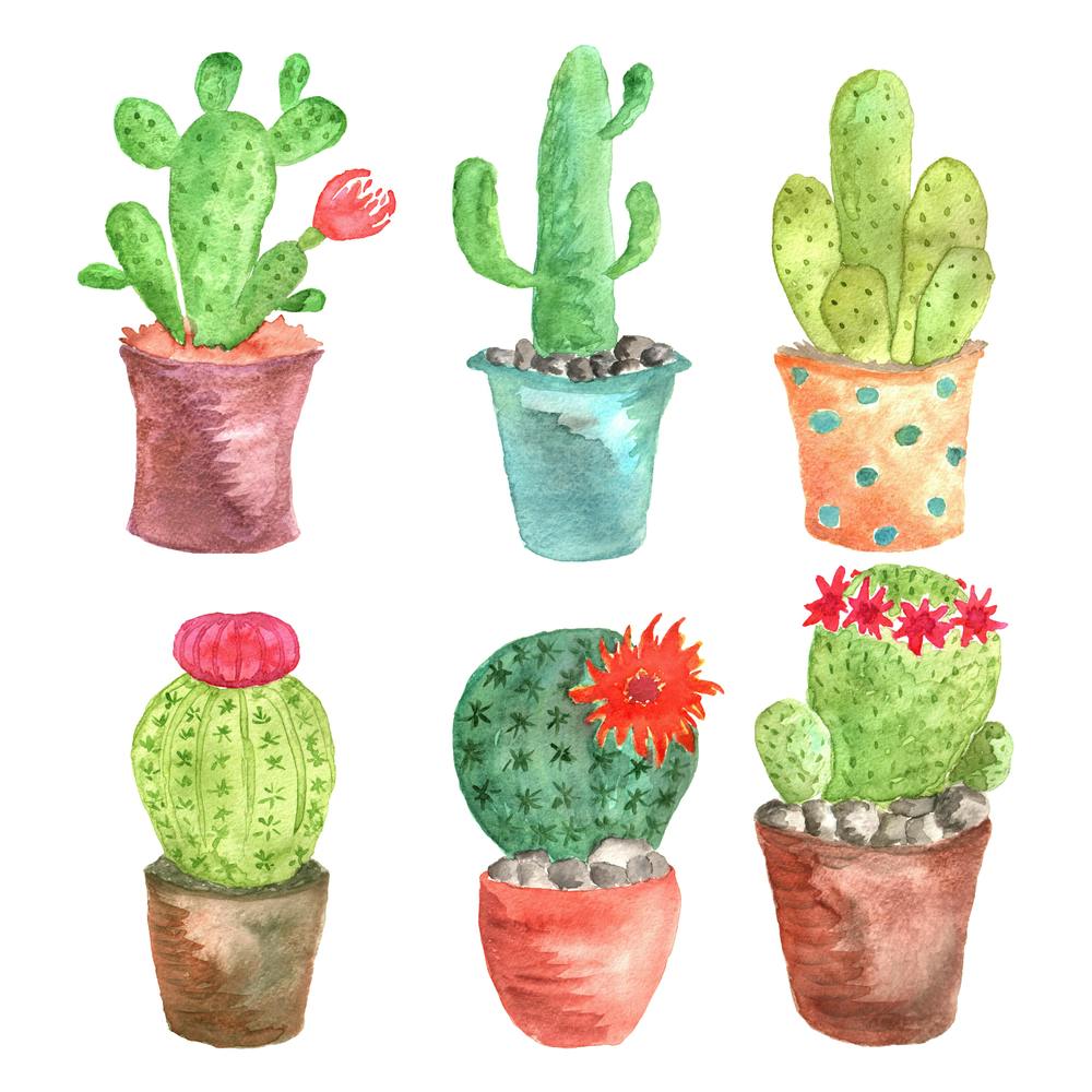 cactus