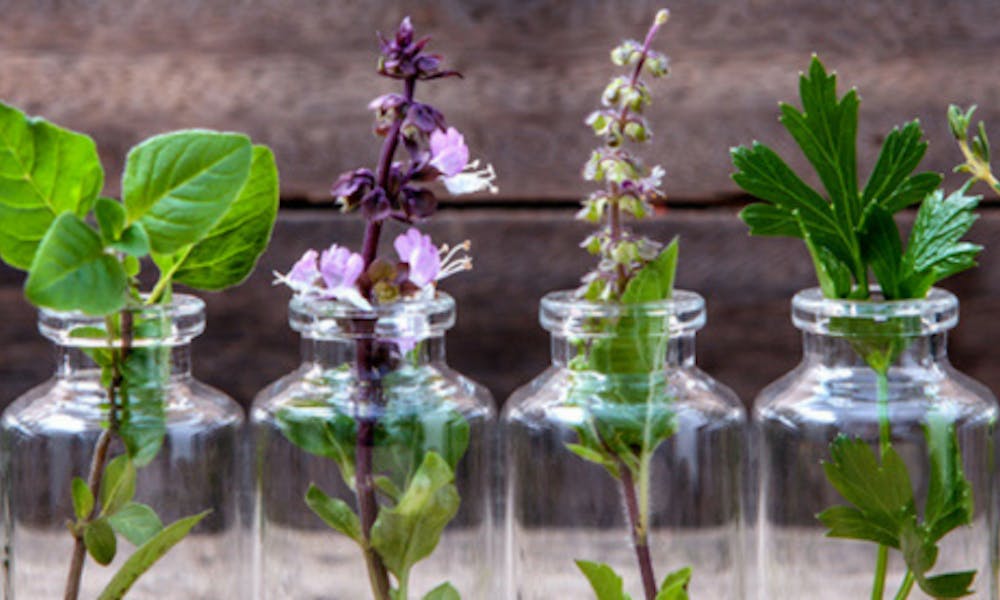 7 plantas medicinales que puedes cultivar en casa