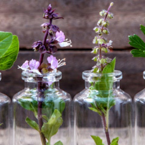 7 plantas medicinales que puedes cultivar en casa