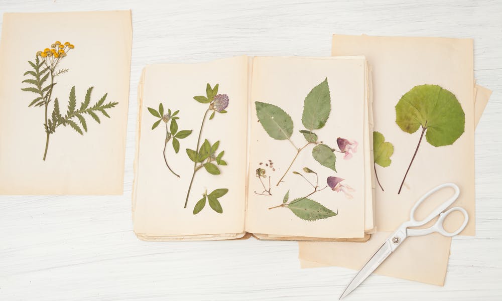 Comment faire un herbier ? – DIY