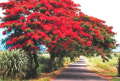 arbre flamboyant