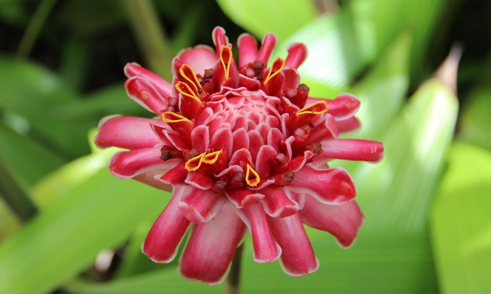 5 fleurs typiques de la Martinique