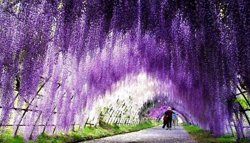 Tunnel-Wisteria-Kawachi-Fuji-Garden-Kitakyushu-Japon-photo-01