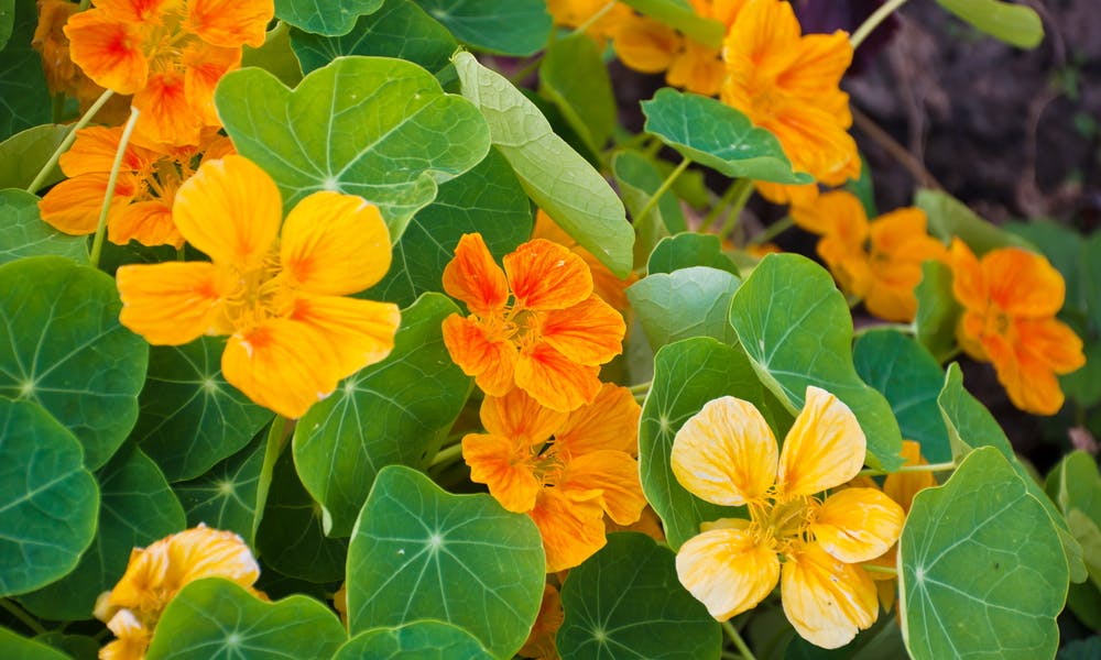 5 faits étonnants sur la capucine