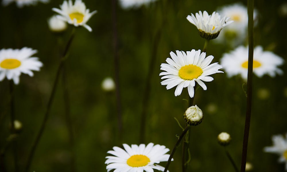 Pourquoi les fleurs de printemps nous font-elles tant d’effet ?