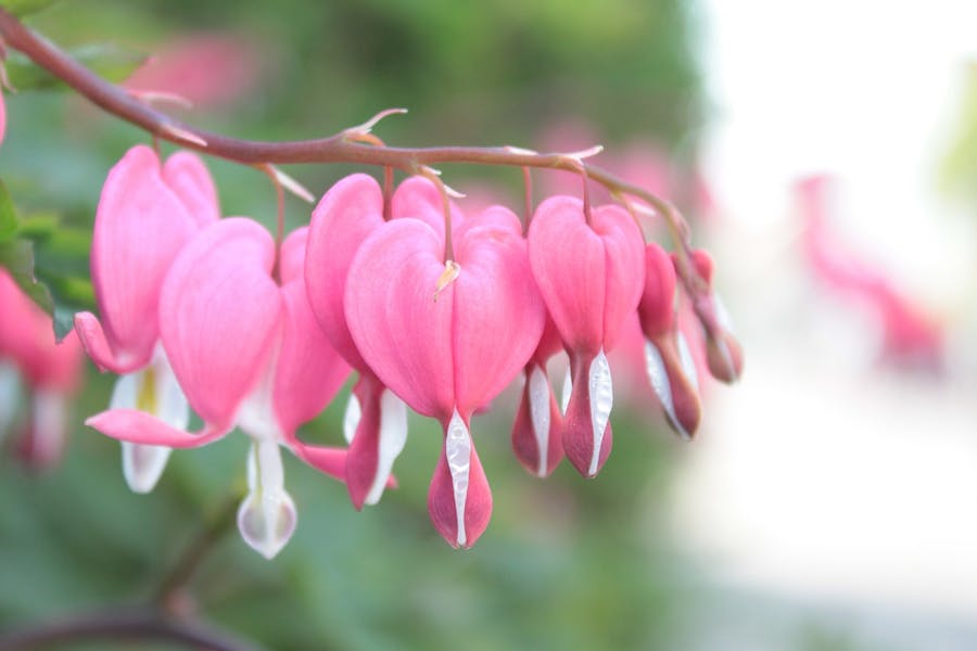 Les fleurs comme multiplicateur d’émotions