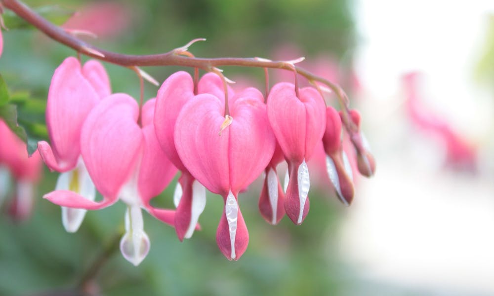 Les fleurs comme multiplicateur d’émotions