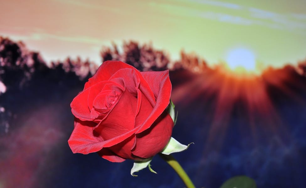 Rose rouge pour la fête des mères