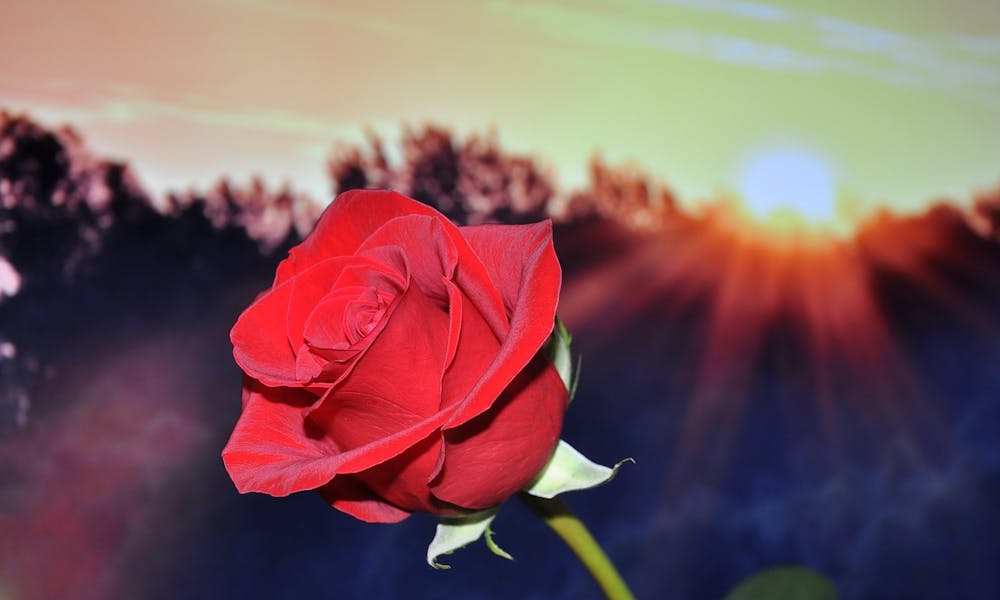 Rose rouge pour la fête des mères