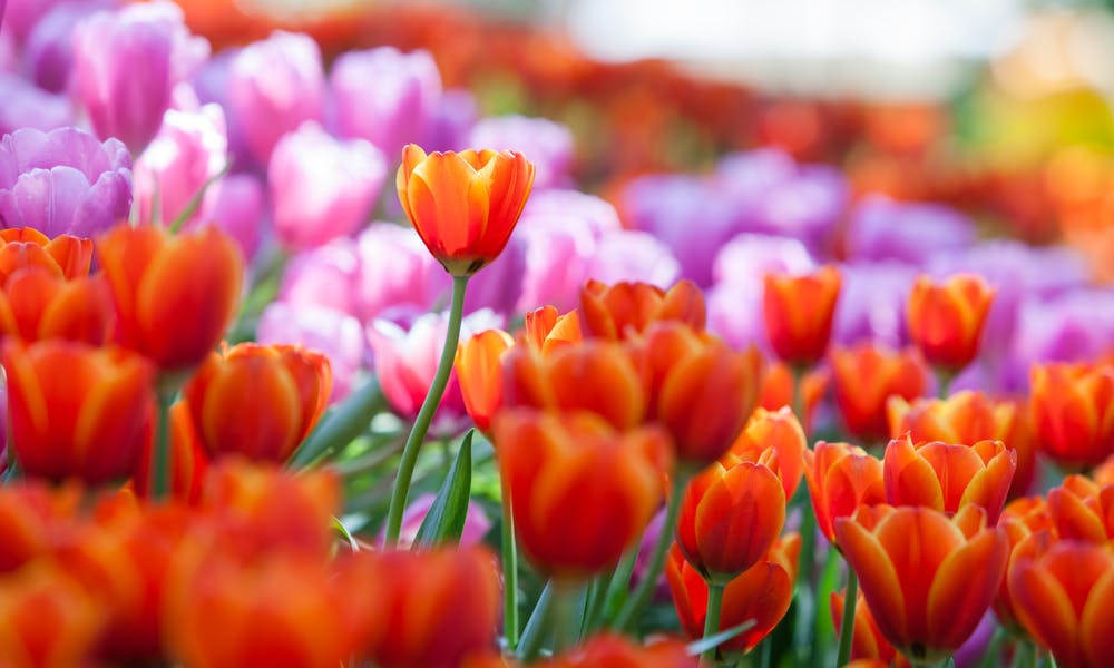 La Tulipomania ou l’incroyable histoire des tulipes