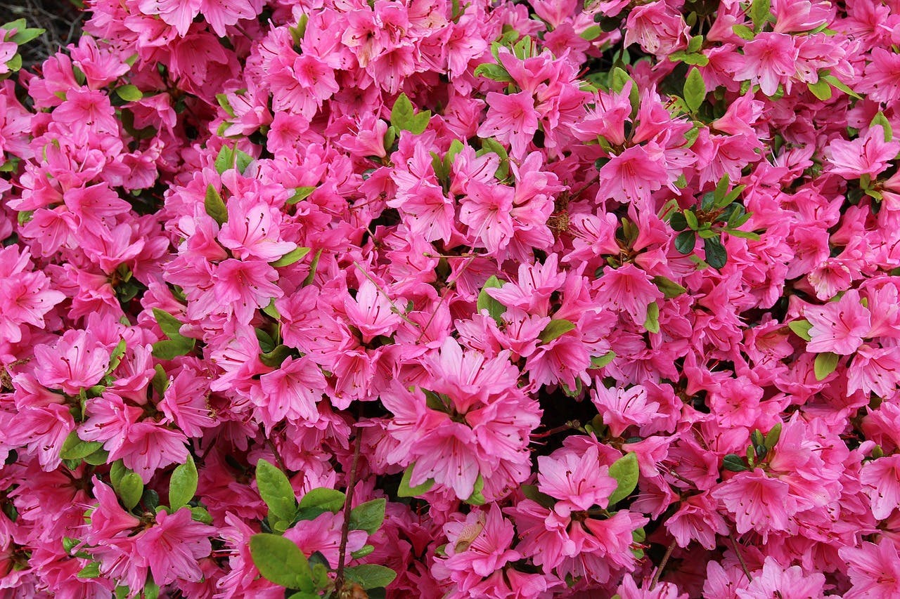 azalea