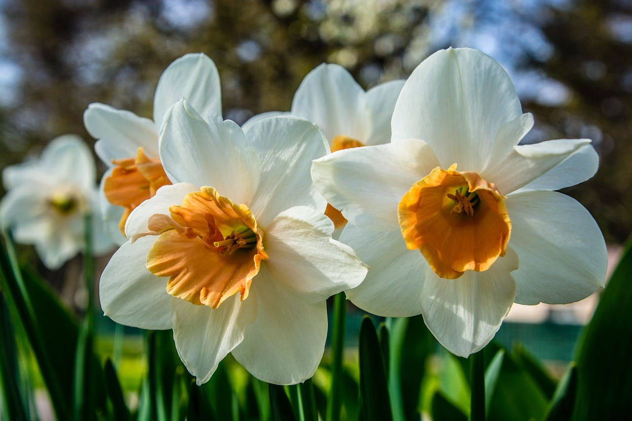 narcisos