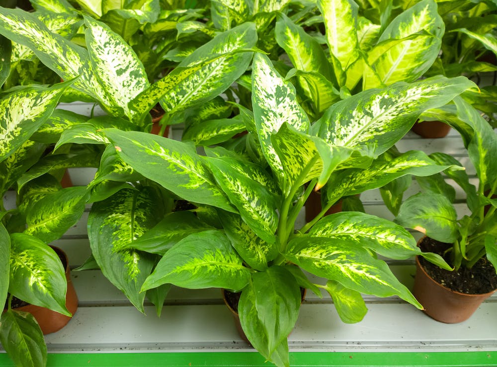 Dieffenbachia