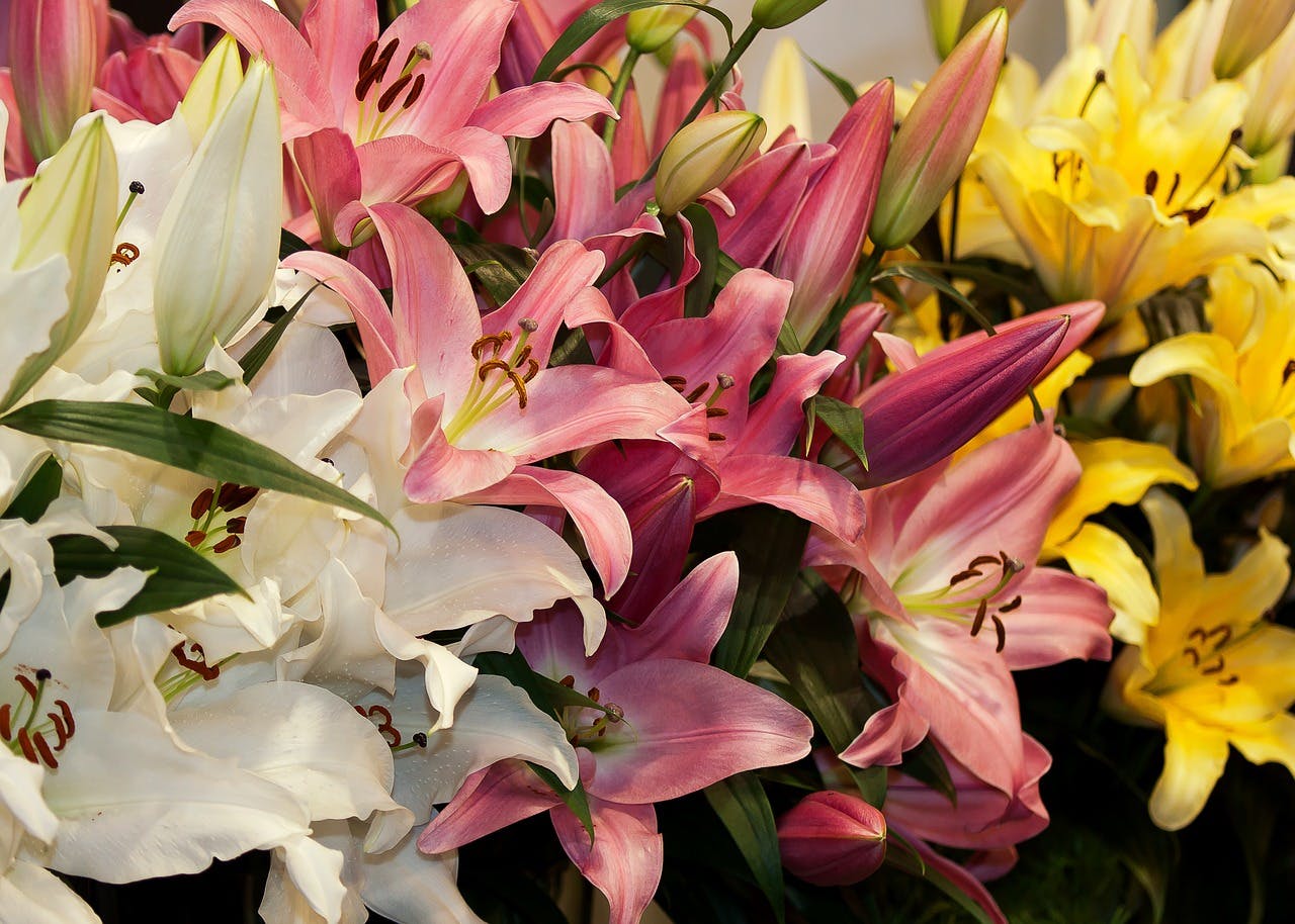 lilies-1201404_1280