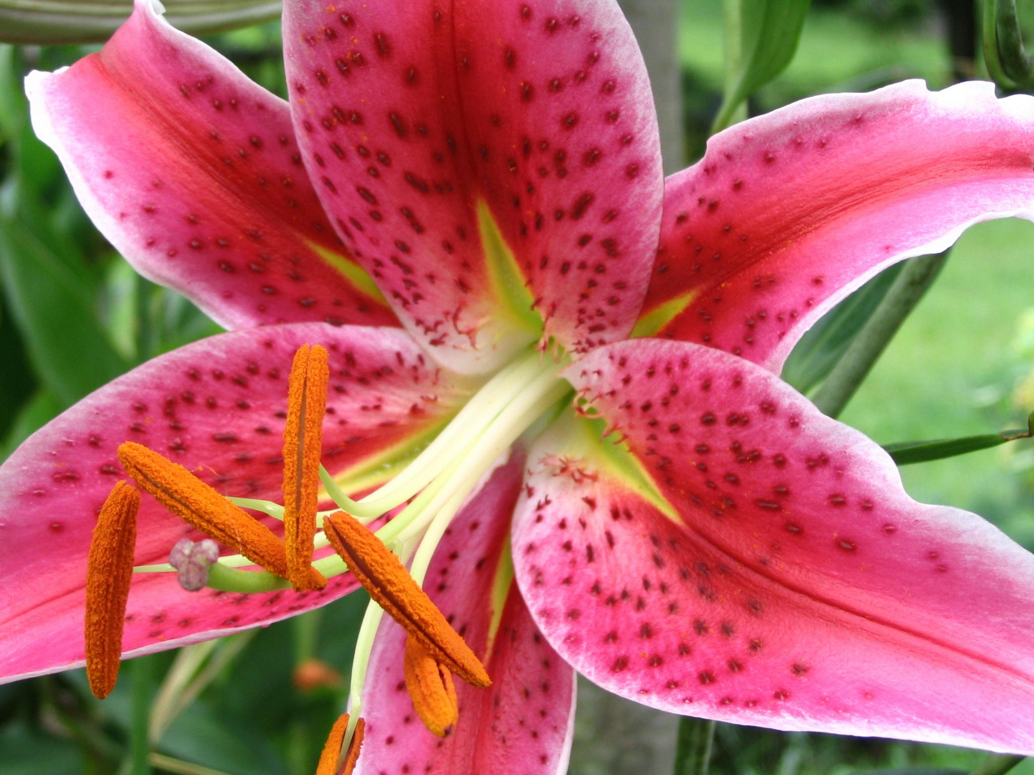 Lilium_orientalis jouneys end