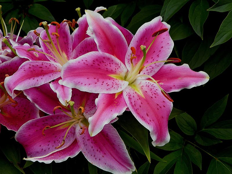 Flor de octubre: lirio rosa contra el cáncer de mama