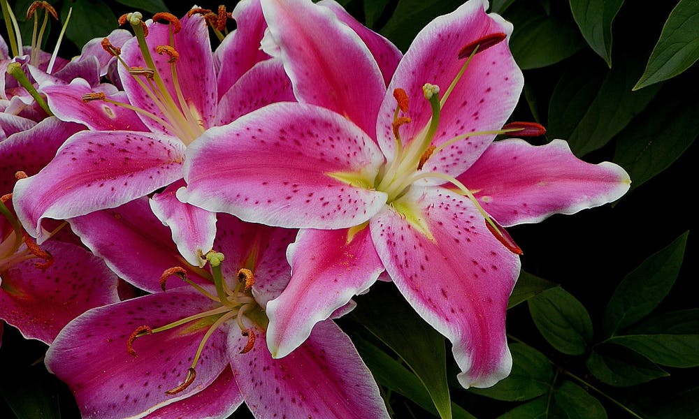 Flor de octubre: lirio rosa contra el cáncer de mama