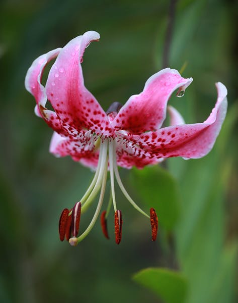 Lilium-speciosum-var-rubrum