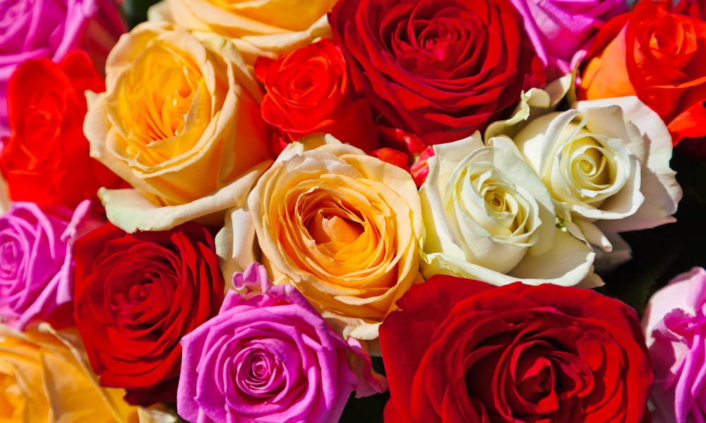 En septiembre, la rosa nos cautiva