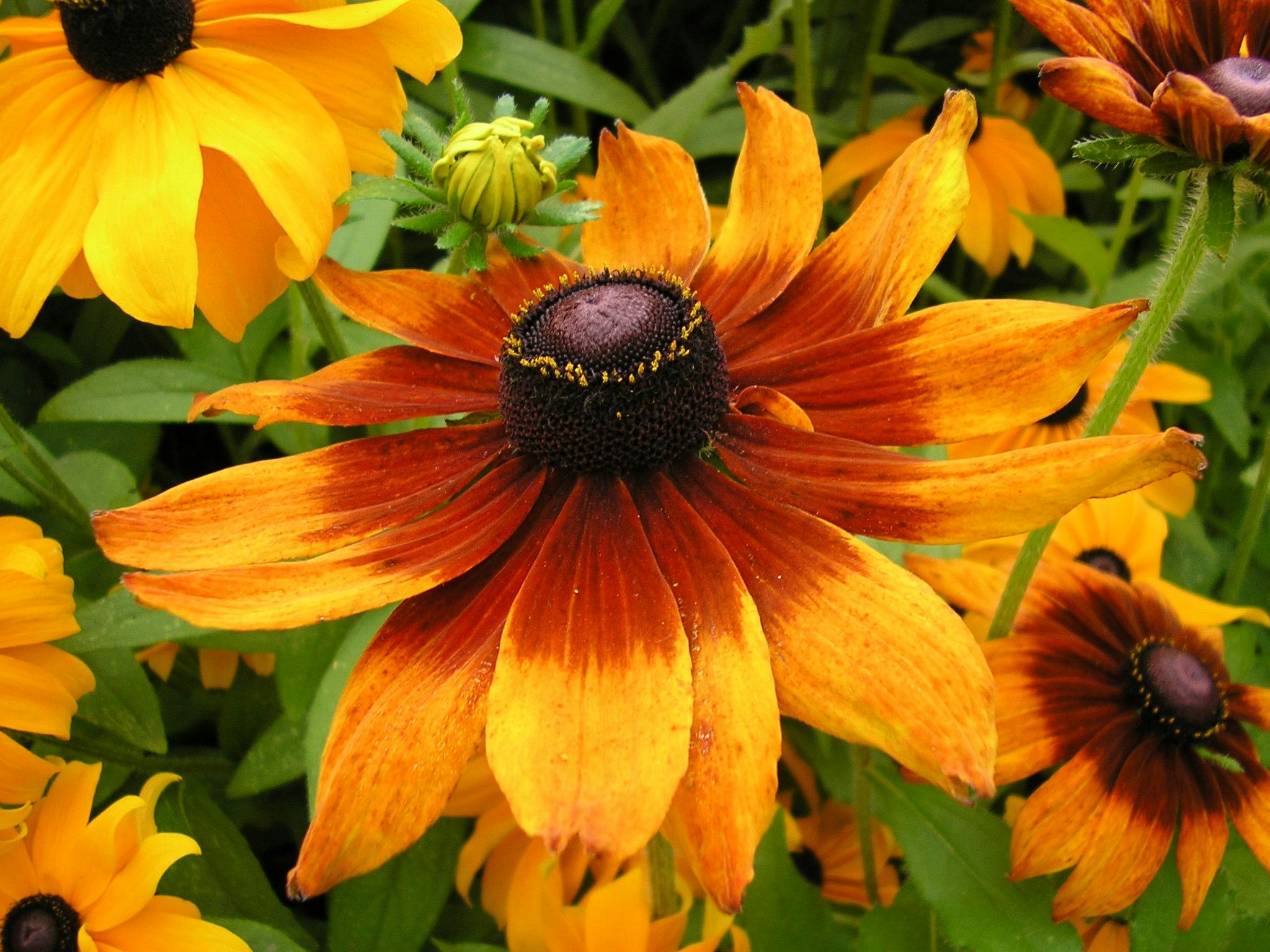 Margaritas naranjas del tipo rudbeckia