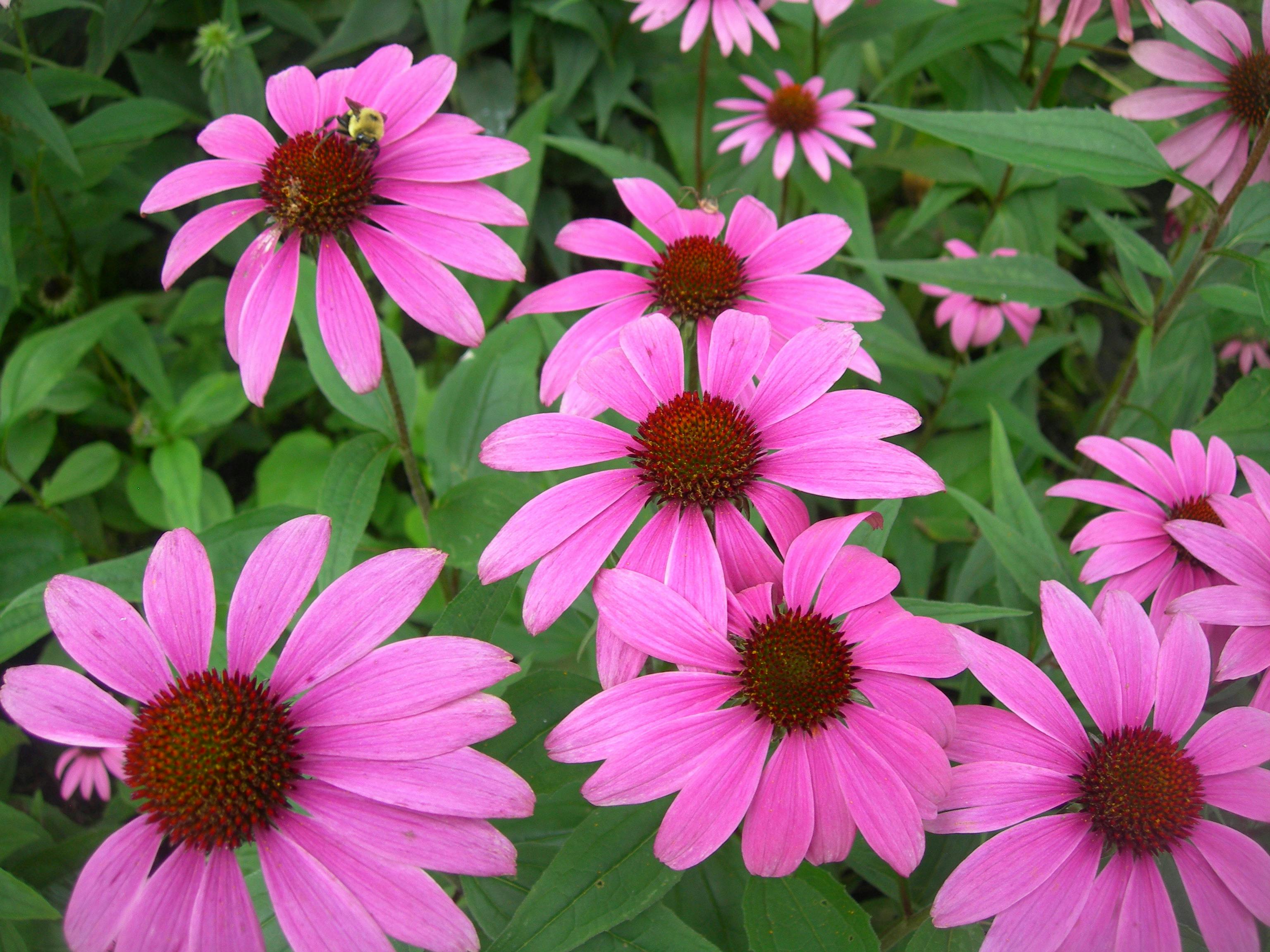 Margaritas de color violeta del tipo Echinacea Angustifolia