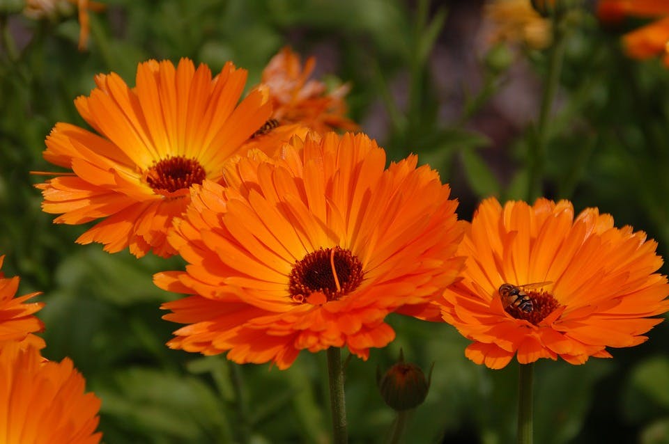 Margaritas de tipo gerbera de color naranja