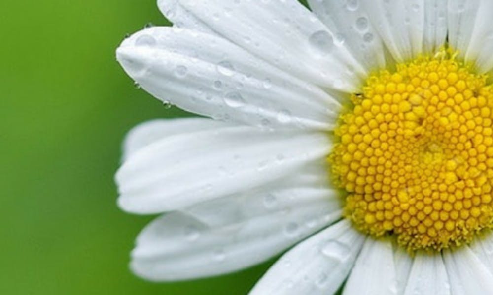 Los 5 tipos de margaritas más comunes