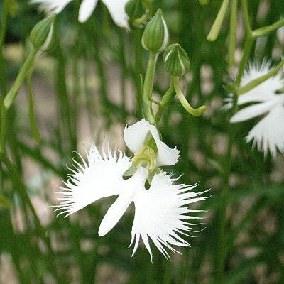 Habenaria_radiata_opt