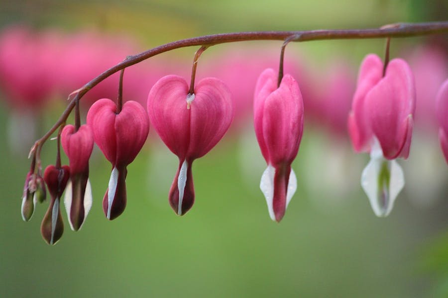 Las flores más extrañas y bonitas del mundo