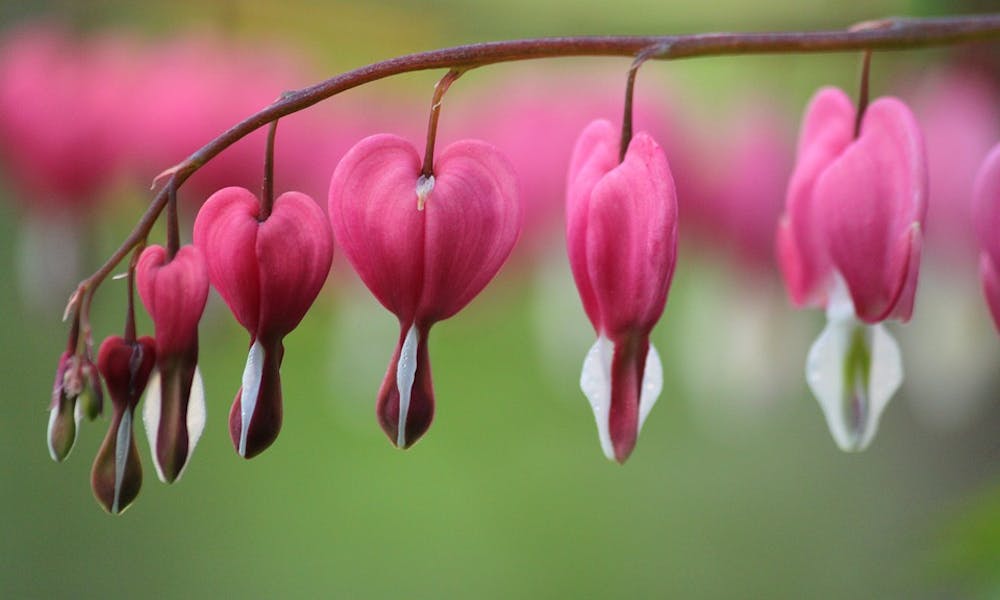 Flores Raras En El Mundo Las 10 Flores Más Raras Del Mundo ¡Con