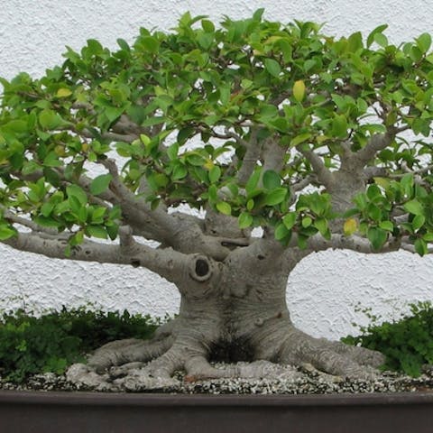 Primeros pasos para cultivar tu bonsái