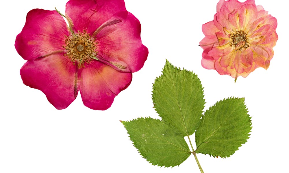 Cómo prensar flores en 5 sencillos pasos