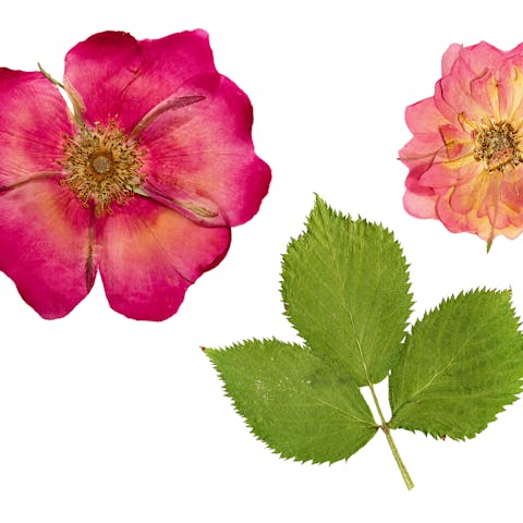 Cómo prensar flores en 5 sencillos pasos