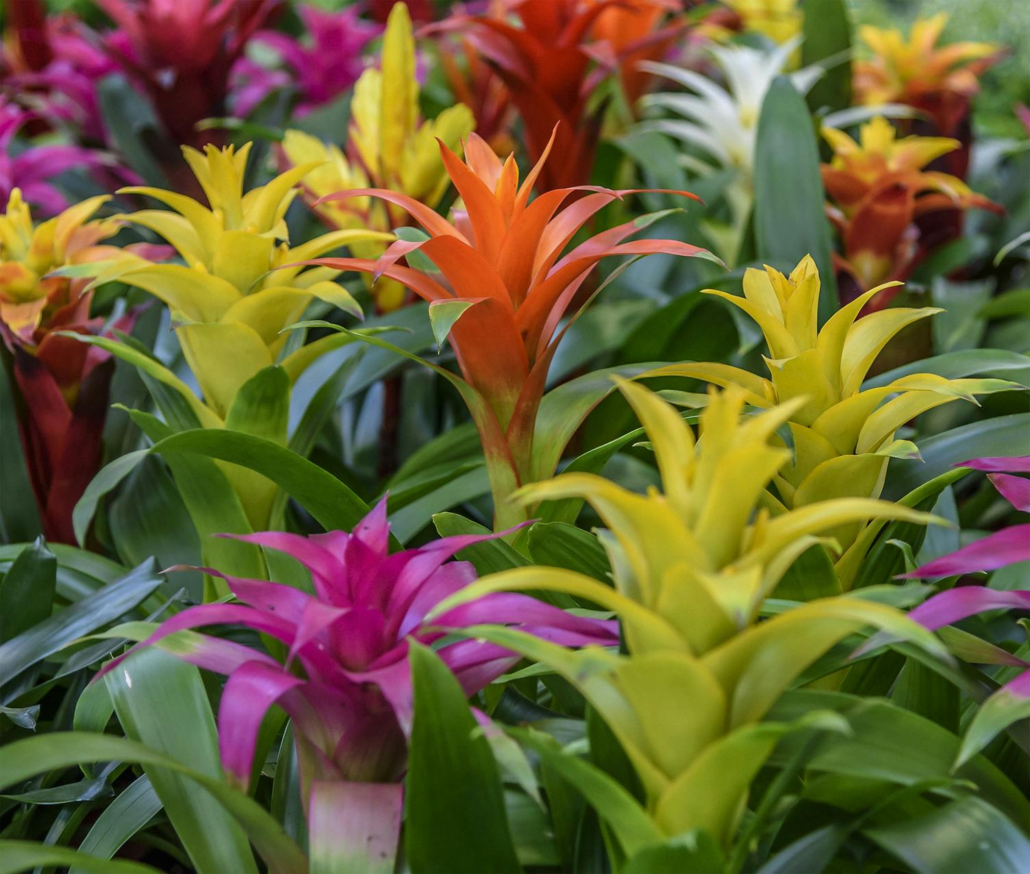 Bromelia