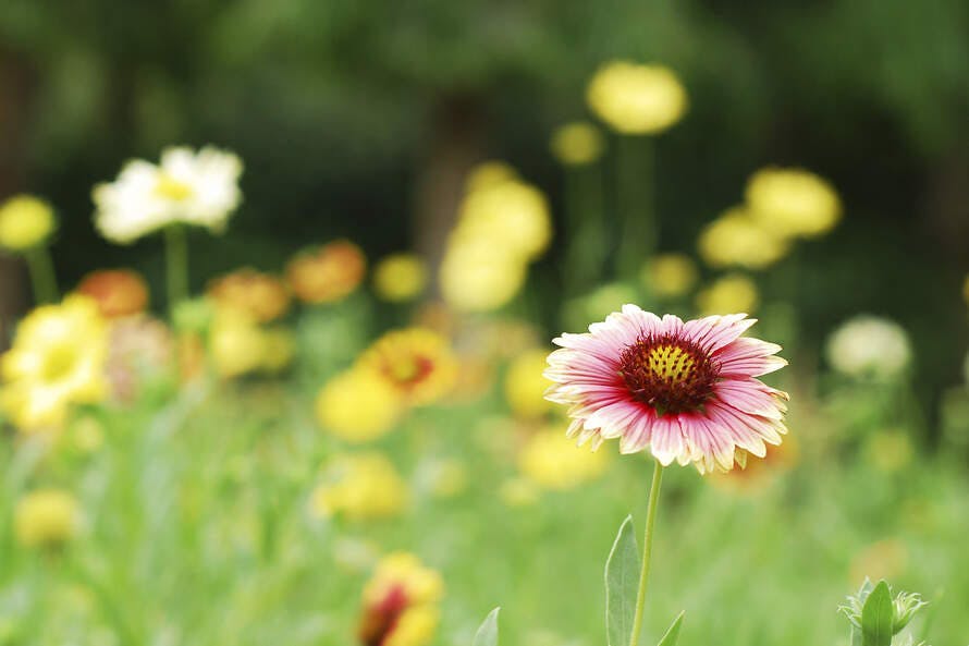 gerbera