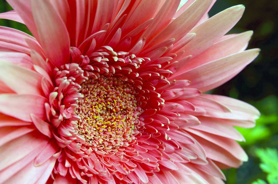 FLOR DEL MES: JULIO – GERBERAS