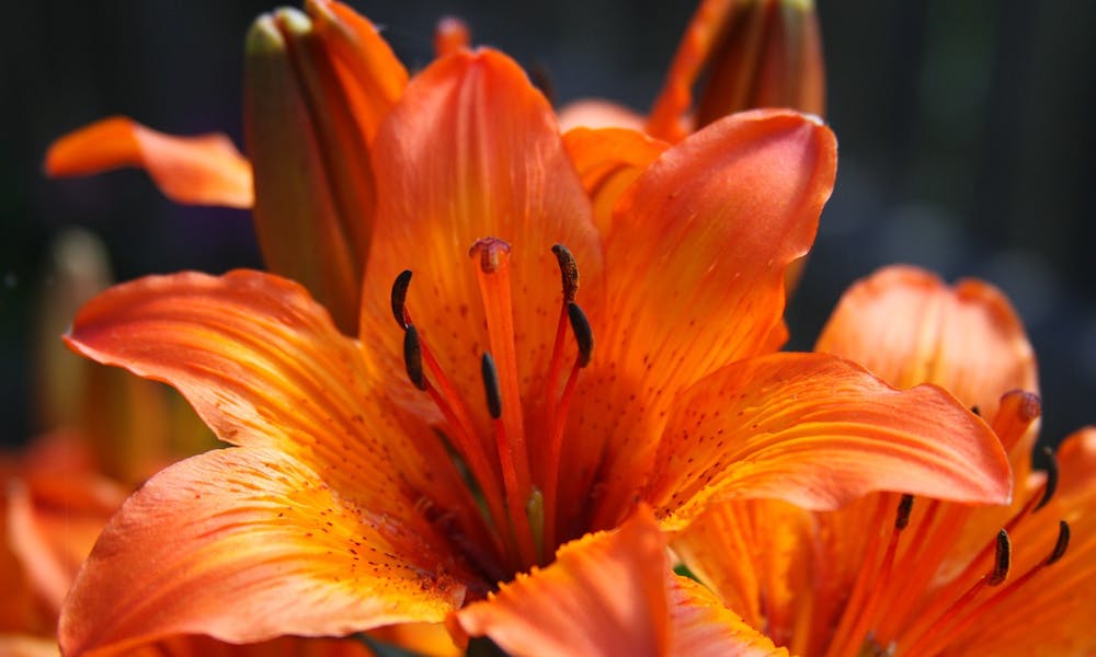 Lirio: flor del mes de mayo