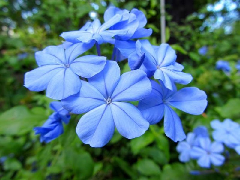 Flores del mundo: República Dominicana