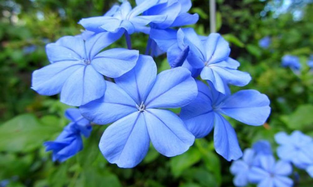 Flores del mundo: República Dominicana